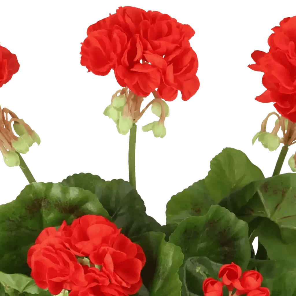 Closeup af Kunstig Pelargonie H: 29 cm.