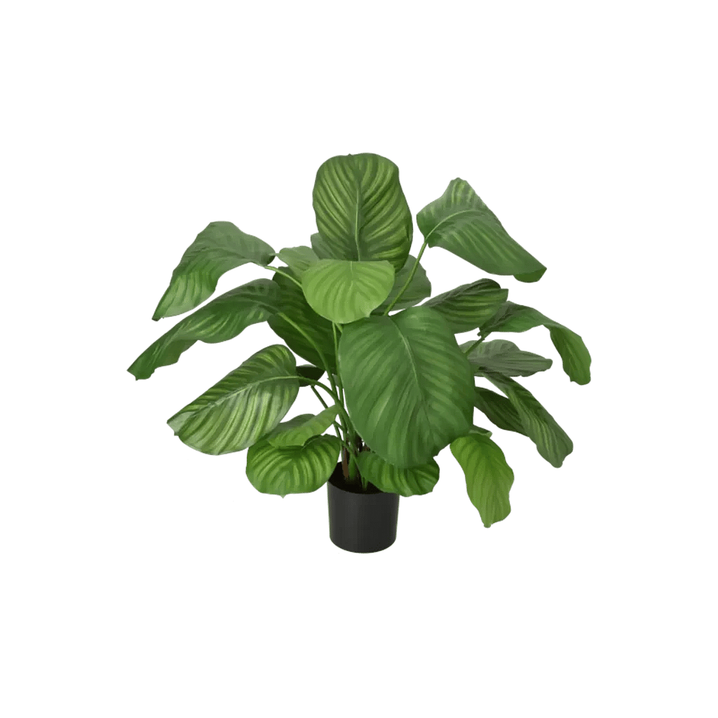 Kunstig calathea fasciata - H: 72 cm.
