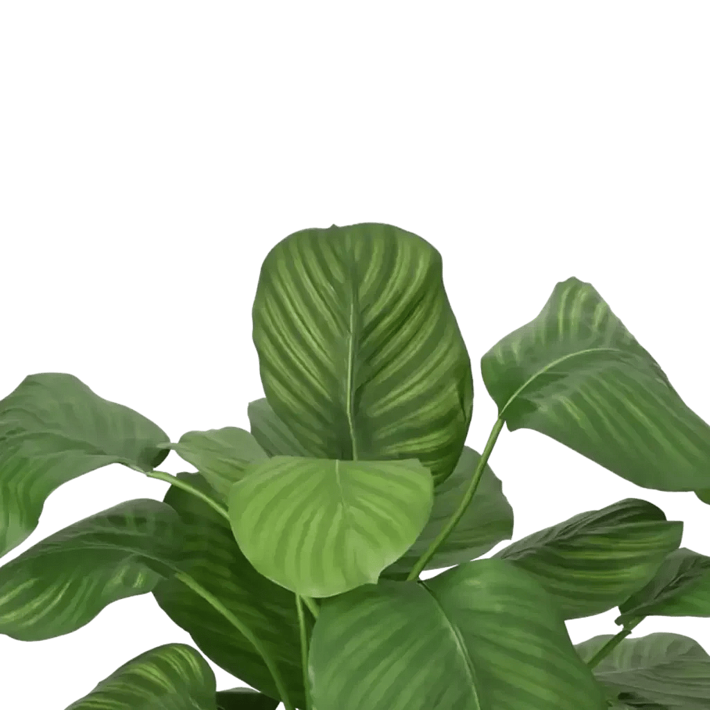 Closeup af Kunstig calathea fasciata - H: 72 cm.