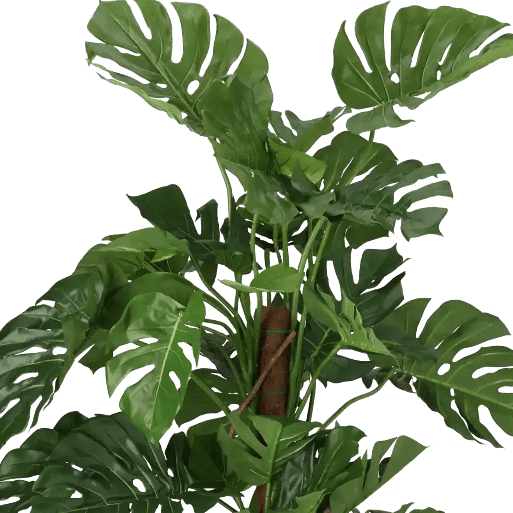 Closeup af Kunstig Monstera Deliciosa Split H: 140 cm.