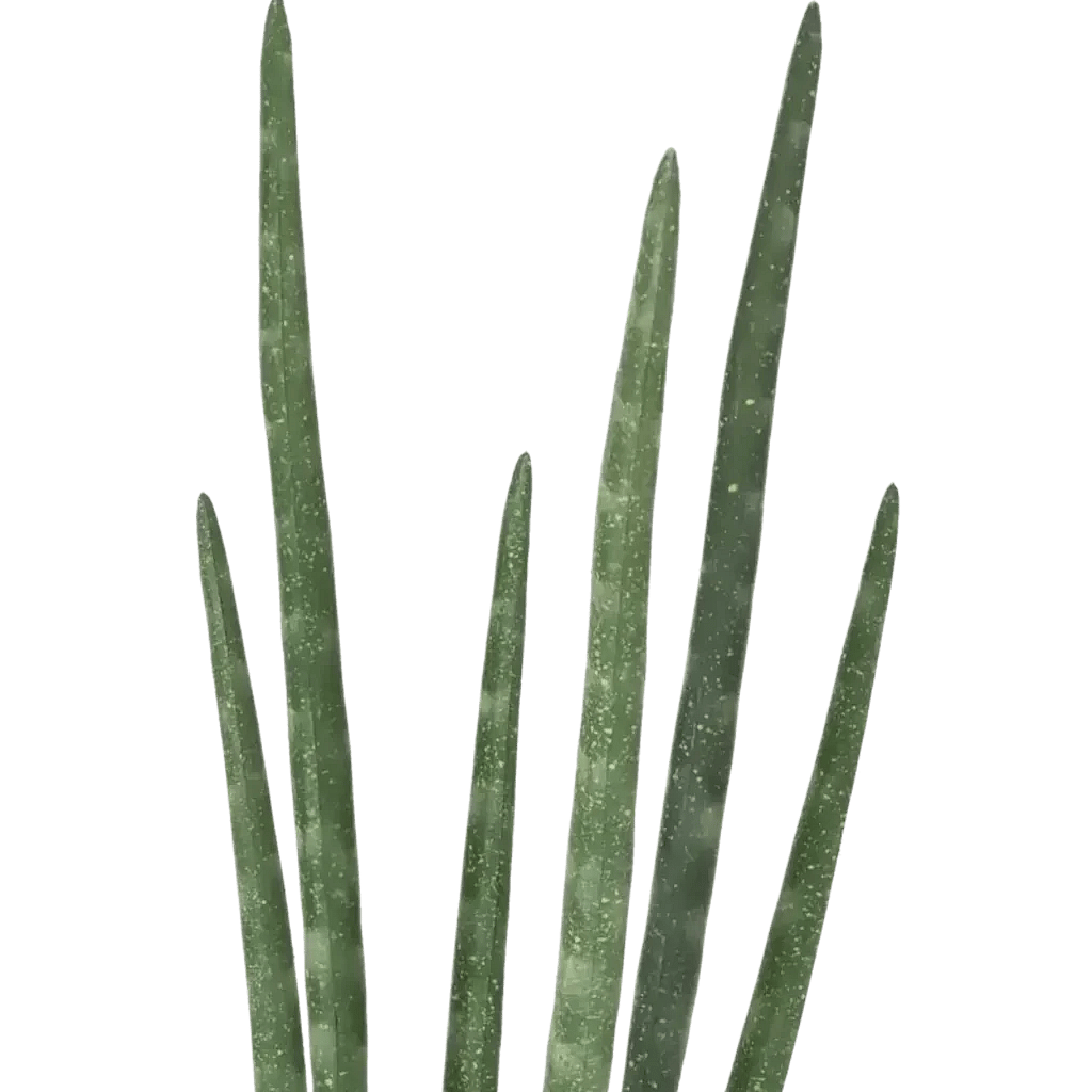 Closeup af Kunstig Sanseveria H: 40 cm.