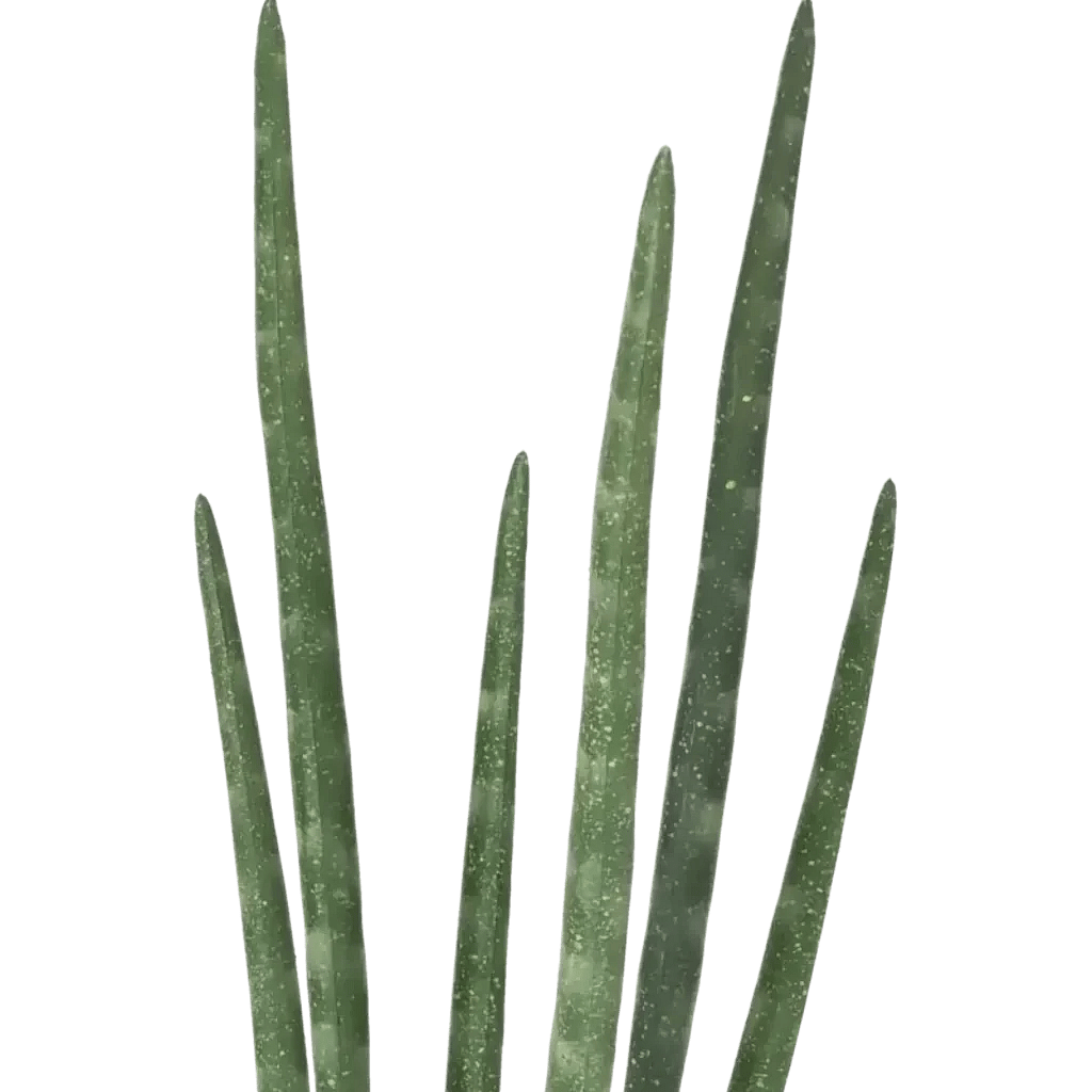 Closeup af Kunstig Sanseveria H: 40 cm.