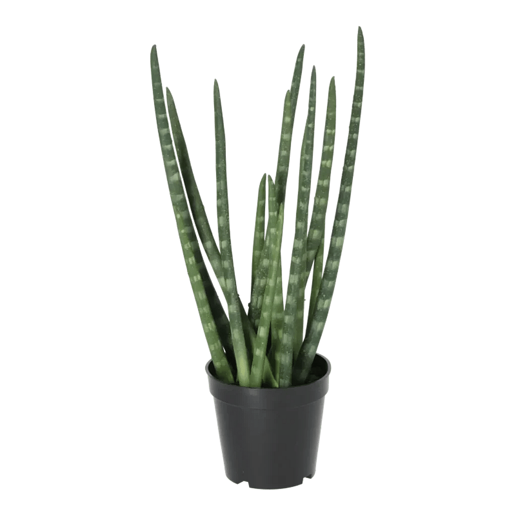 Kunstig Sanseveria H: 50 cm.