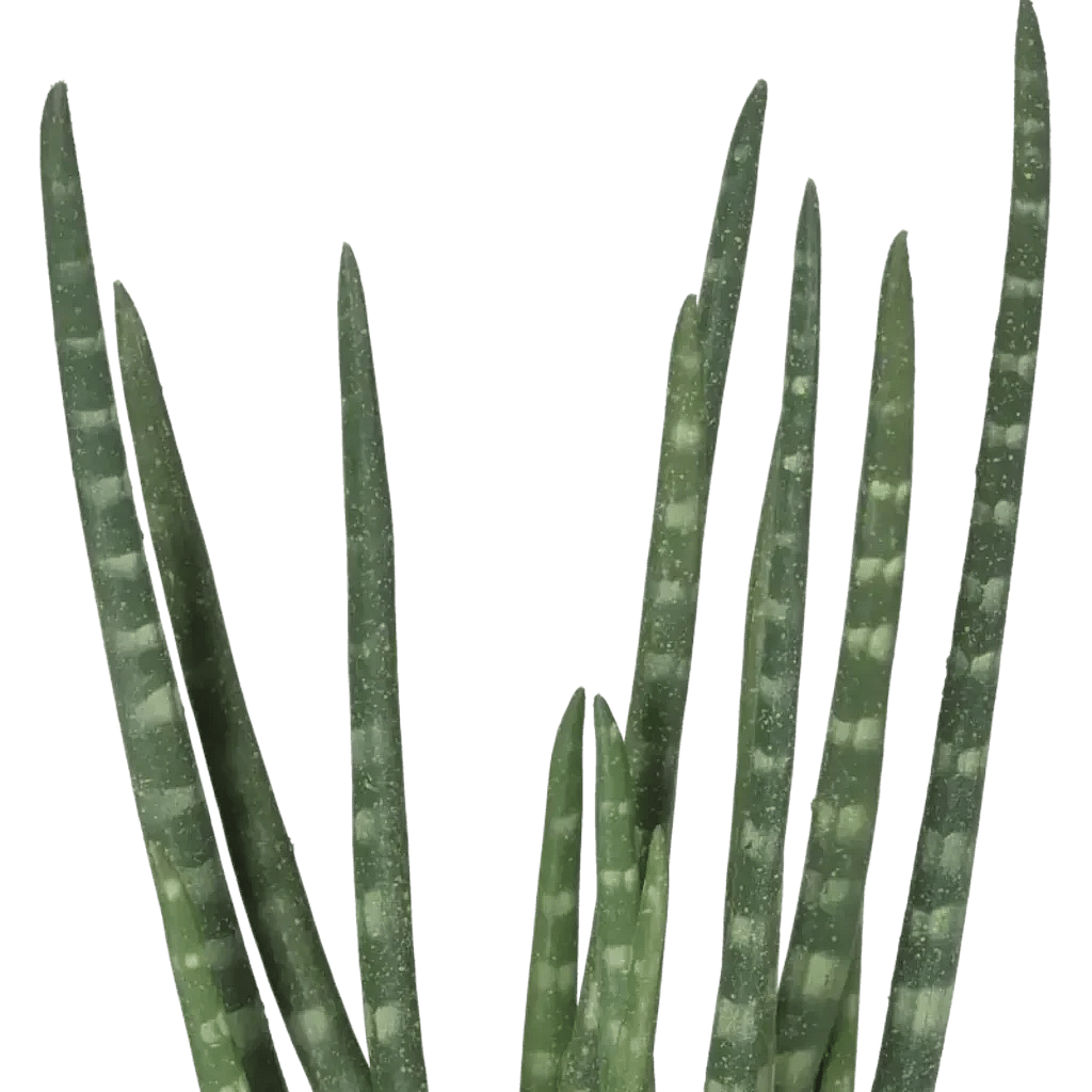 Closeup af Kunstig Sanseveria H: 50 cm.