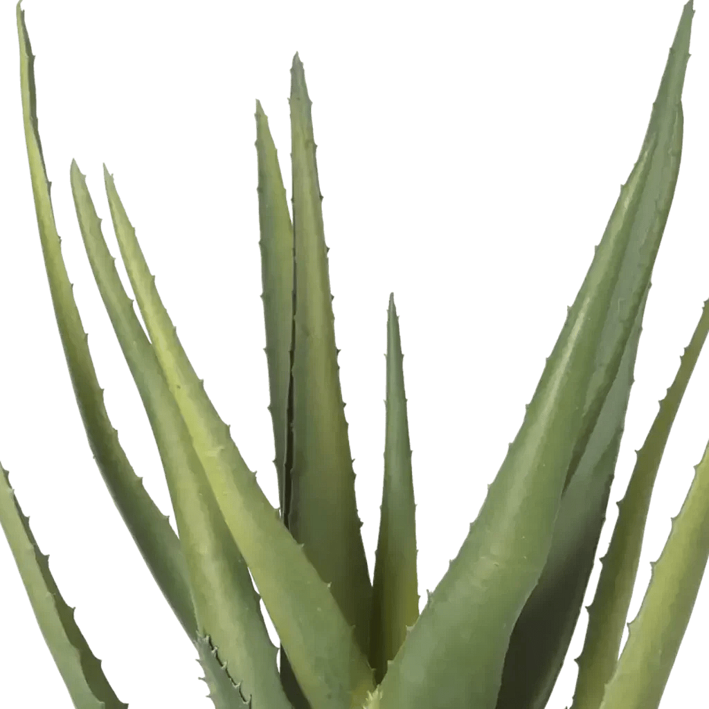Closeup af Kunstig Aloe Vera H: 35 cm.