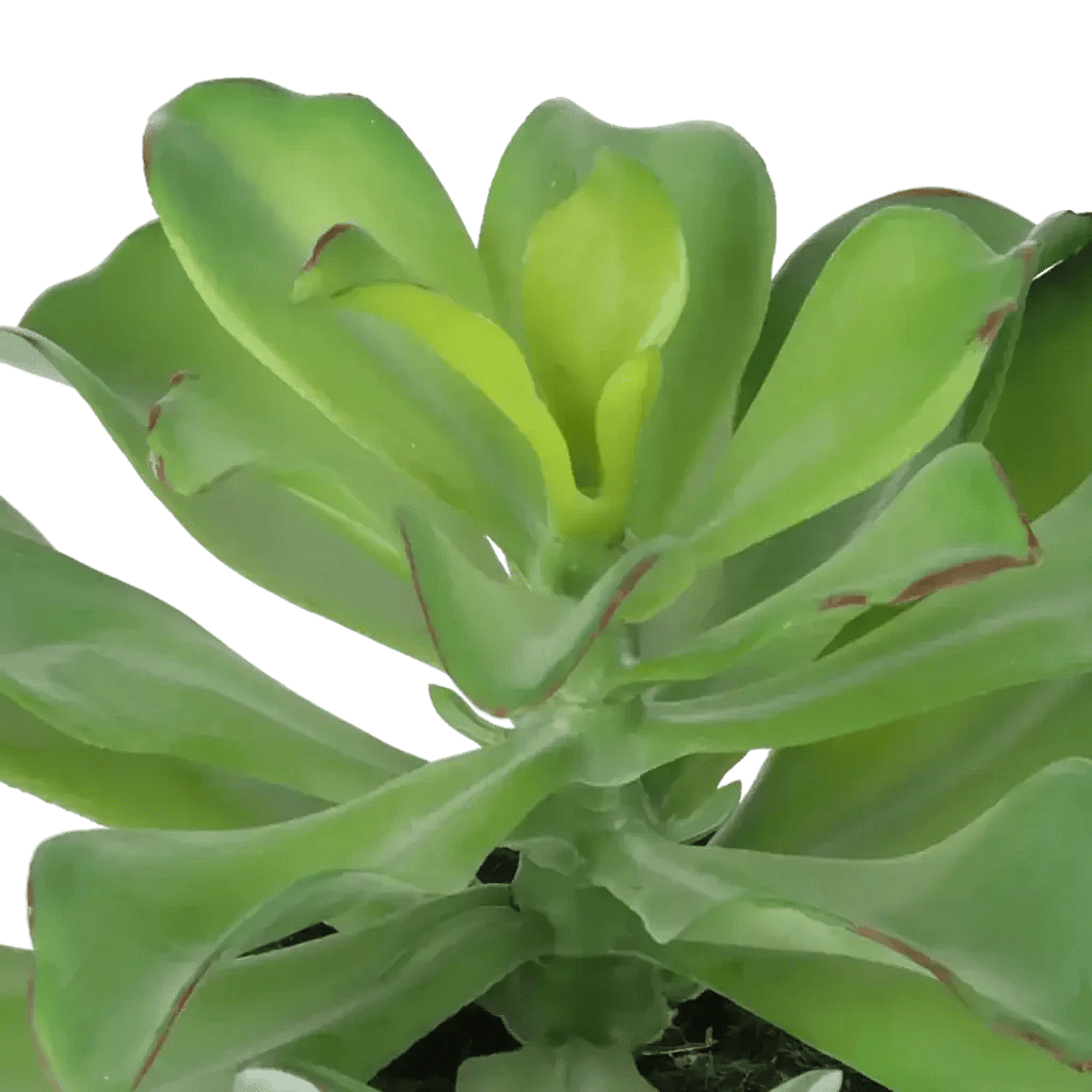 Closeup af Kunstig Echeveria H: 20 cm.