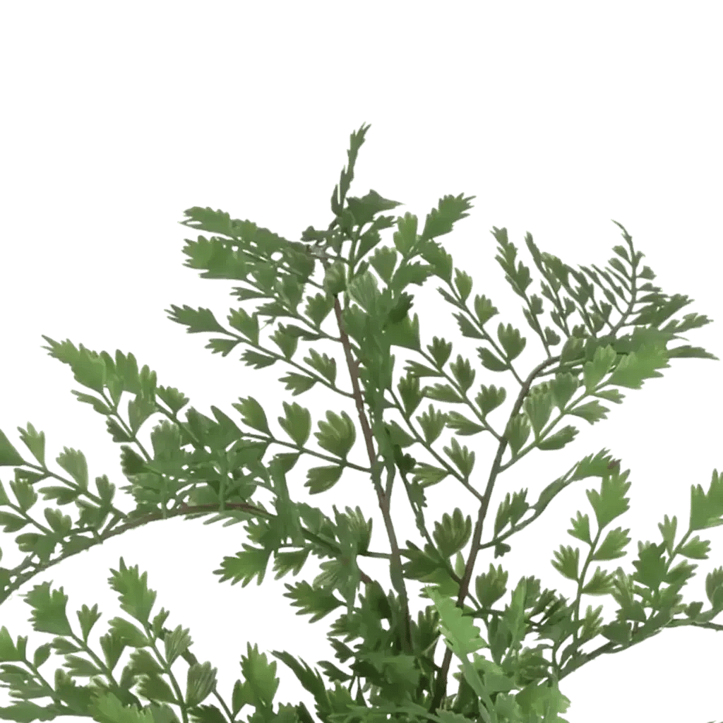 Closeup af Kunstig Adiantum H: 35 cm.