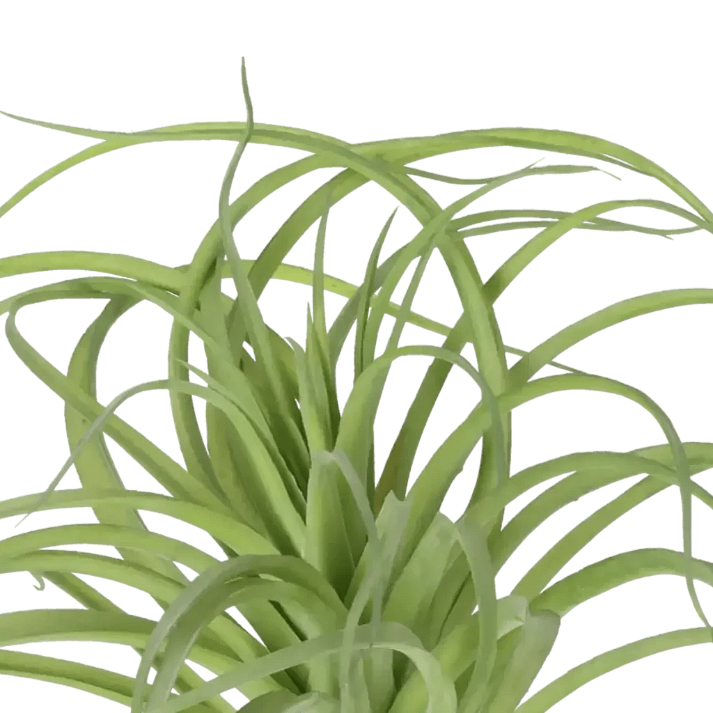 Closeup af Kunstig Tillandsia H: 29 cm.