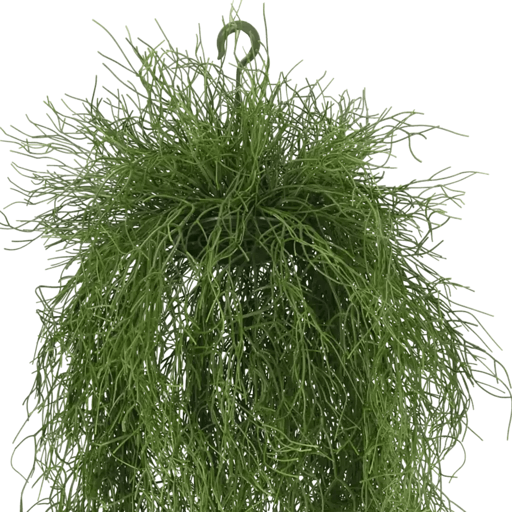 Closeup af Kunstig Rhipsalis hængeplante L: 100 cm.