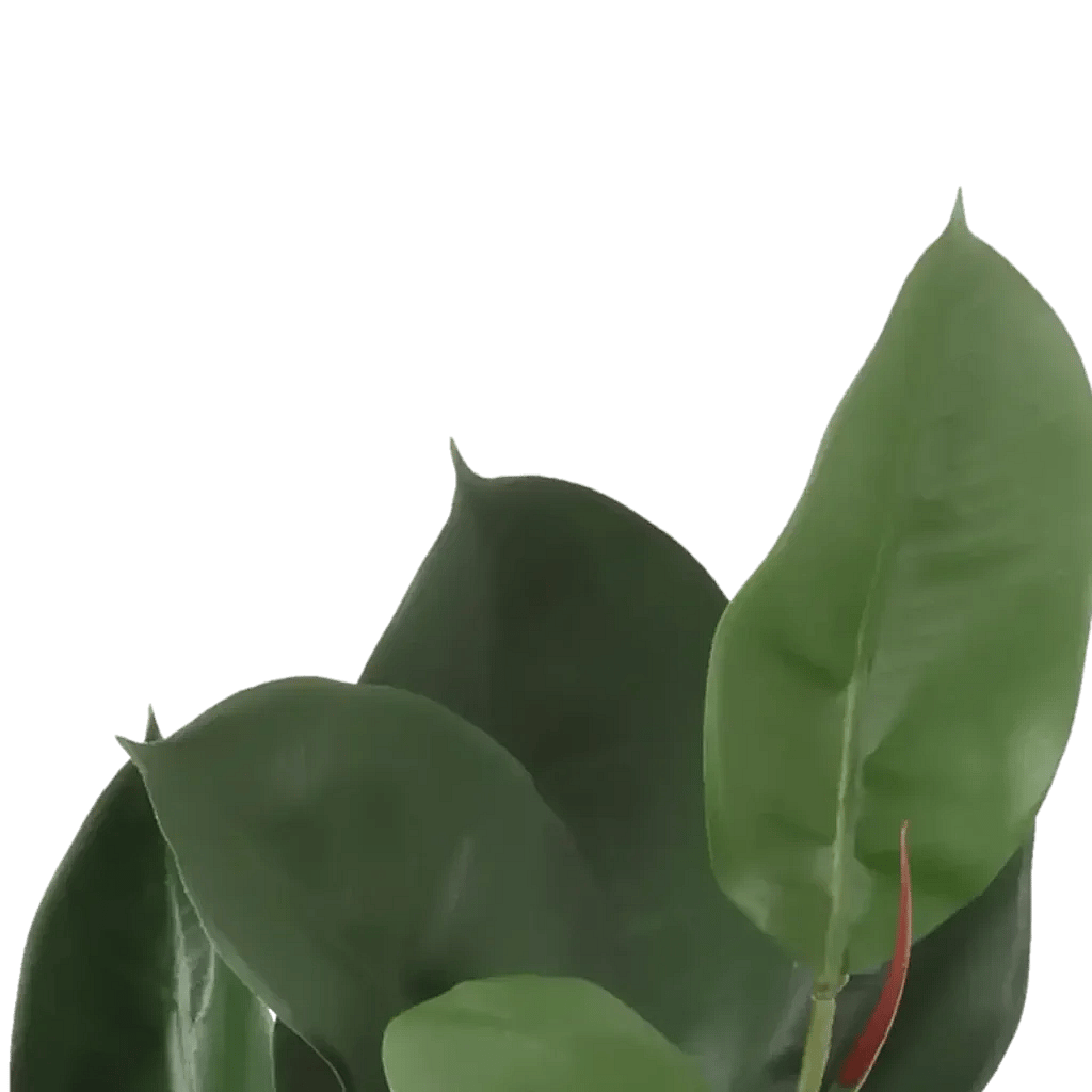 Closeup af Kunstig Gummiplante FR L: 60 cm.