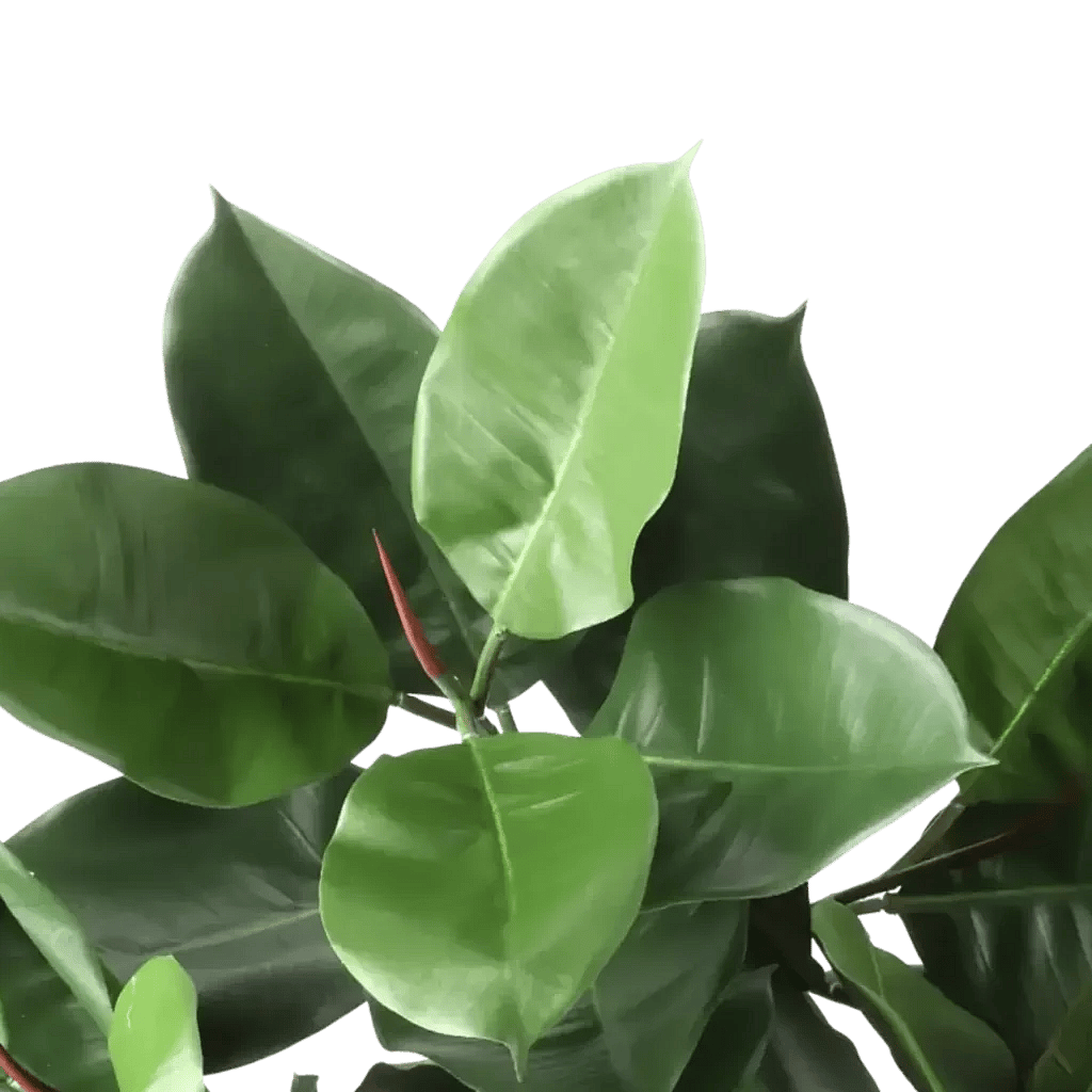 Closeup af Kunstig Gummiplante FR L: 95 cm.