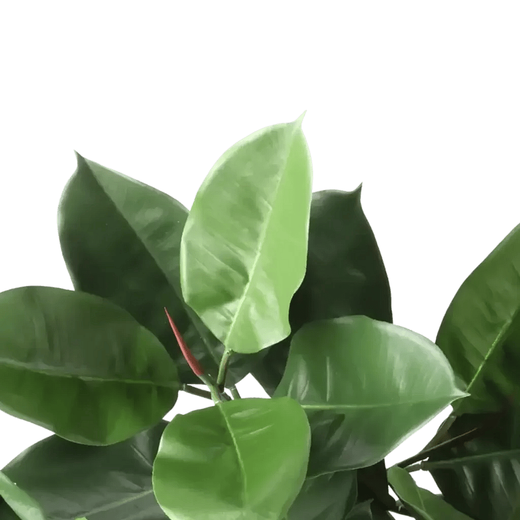 Closeup af Kunstig Gummiplante FR L: 95 cm.