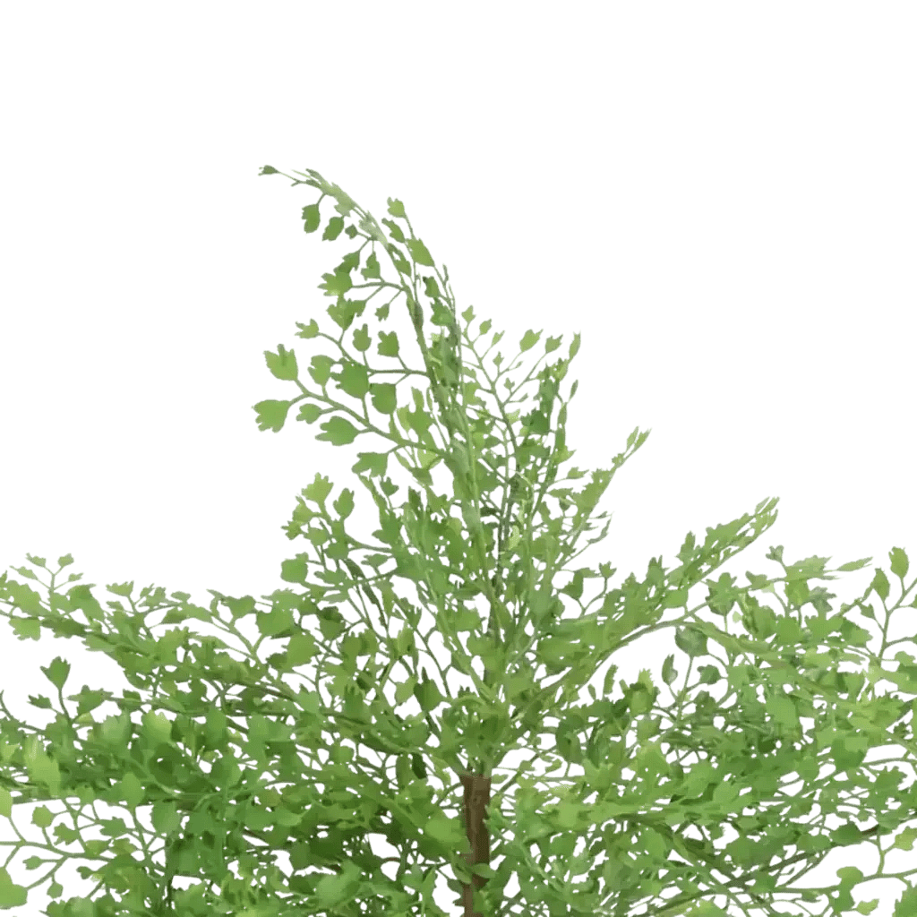 Closeup af Kunstig Adiantum H: 24 cm.