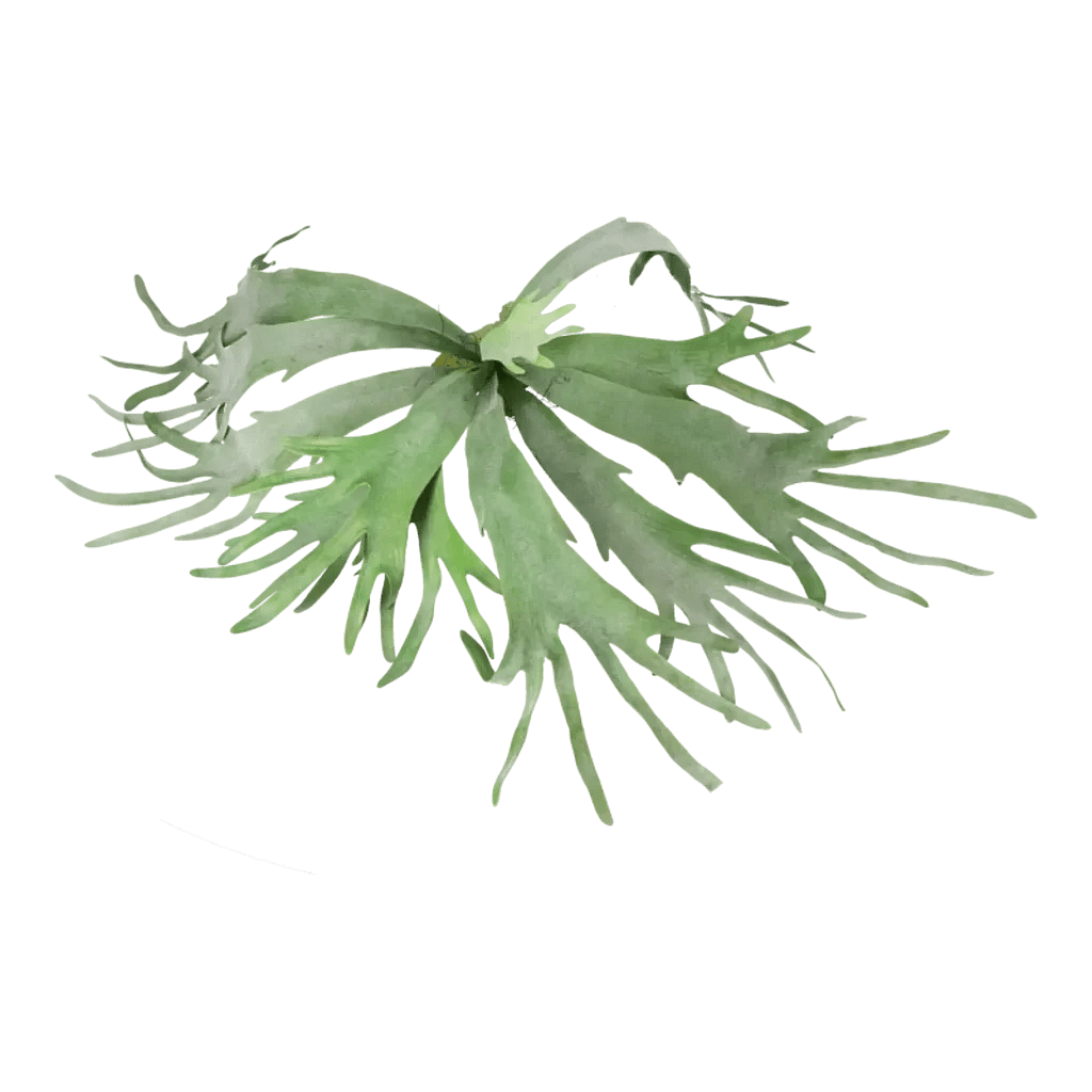 Kunstig Staghorn hængeplante L: 80 cm.