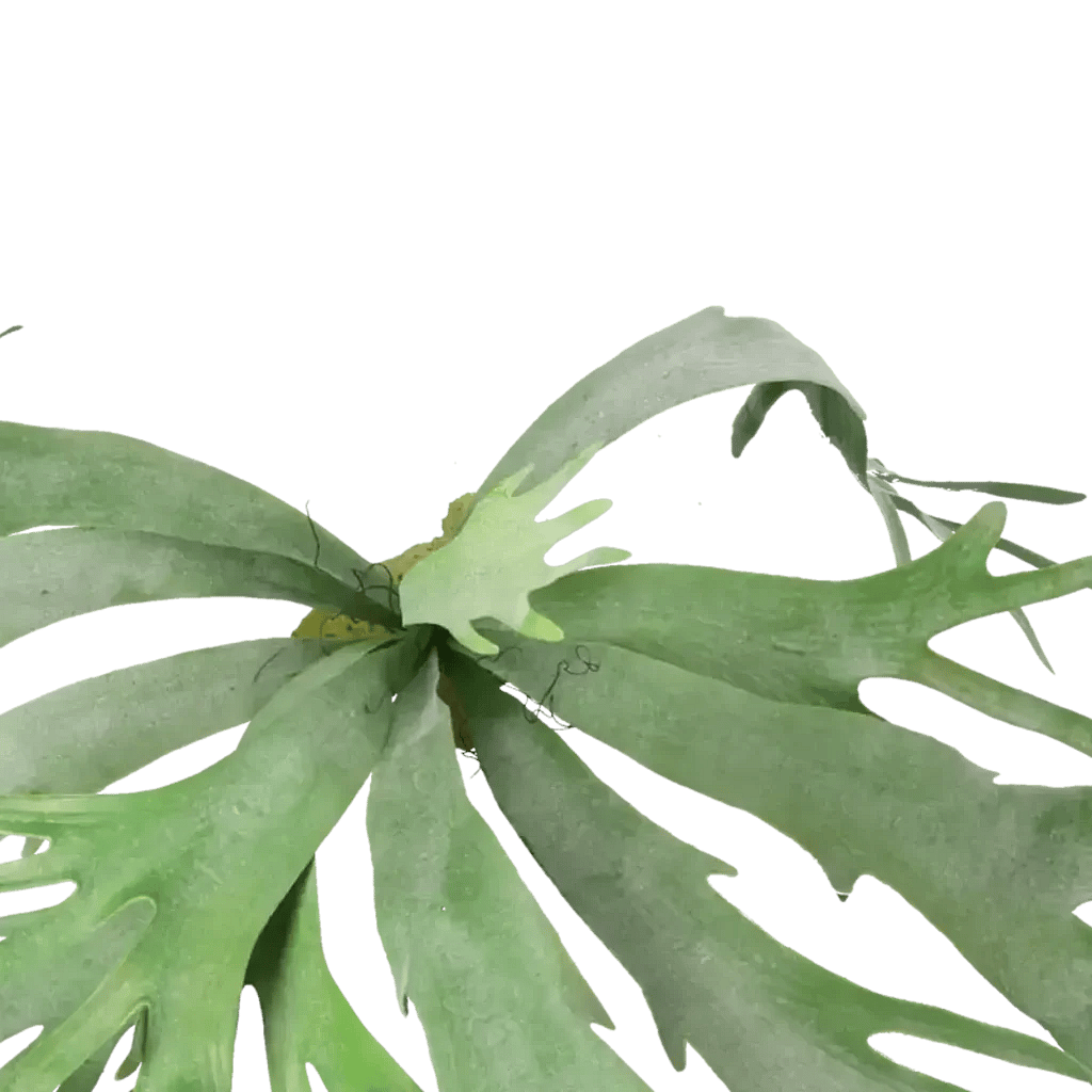 Closeup af Kunstig Staghorn hængeplante L: 80 cm.