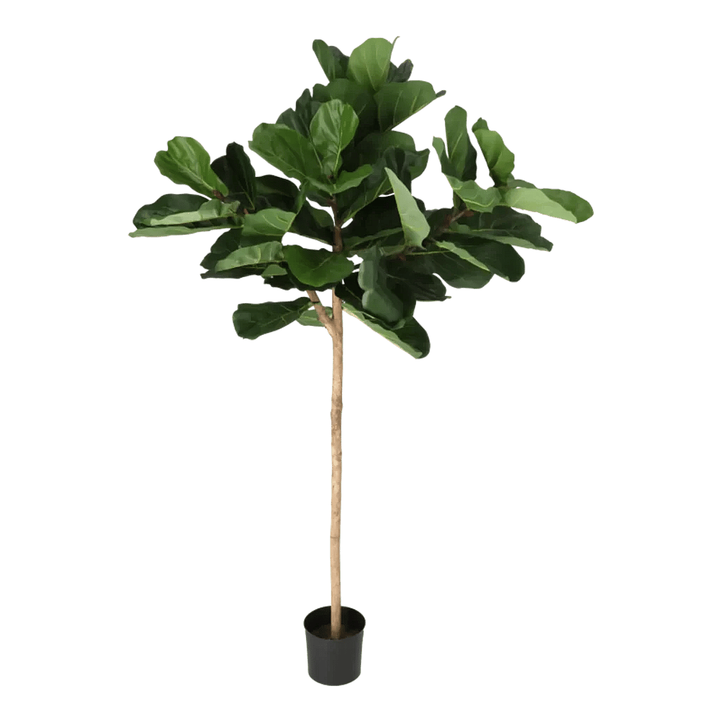 Kunstig Violinfigen opstammet H: 165 cm.
