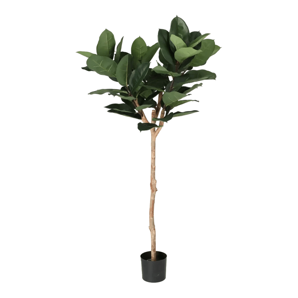 Kunstig Gummiplante opstammet H: 158 cm.