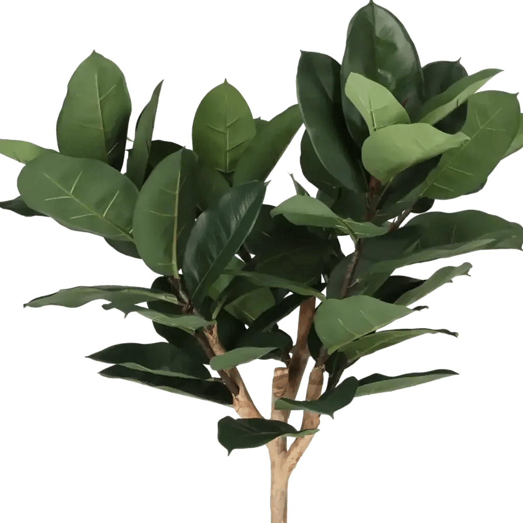 Closeup af Kunstig Gummiplante opstammet H: 158 cm.