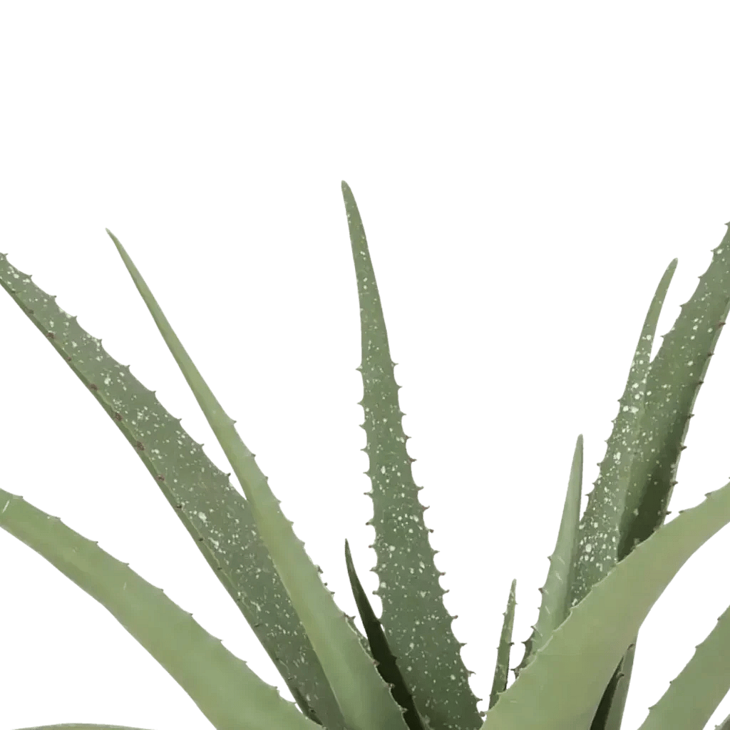 Closeup af Kunstig Aloe Vera H: 62 cm.