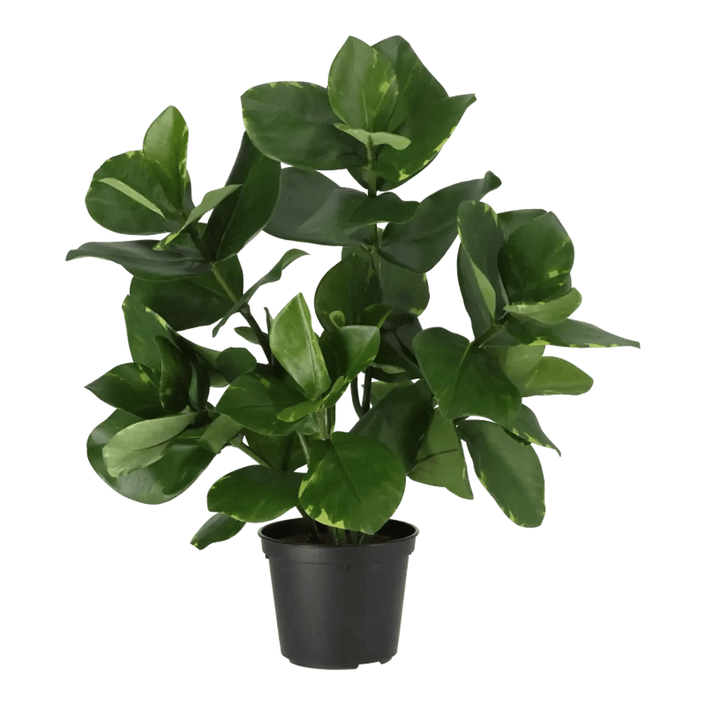 Kunstig Clusia H: 38 cm.