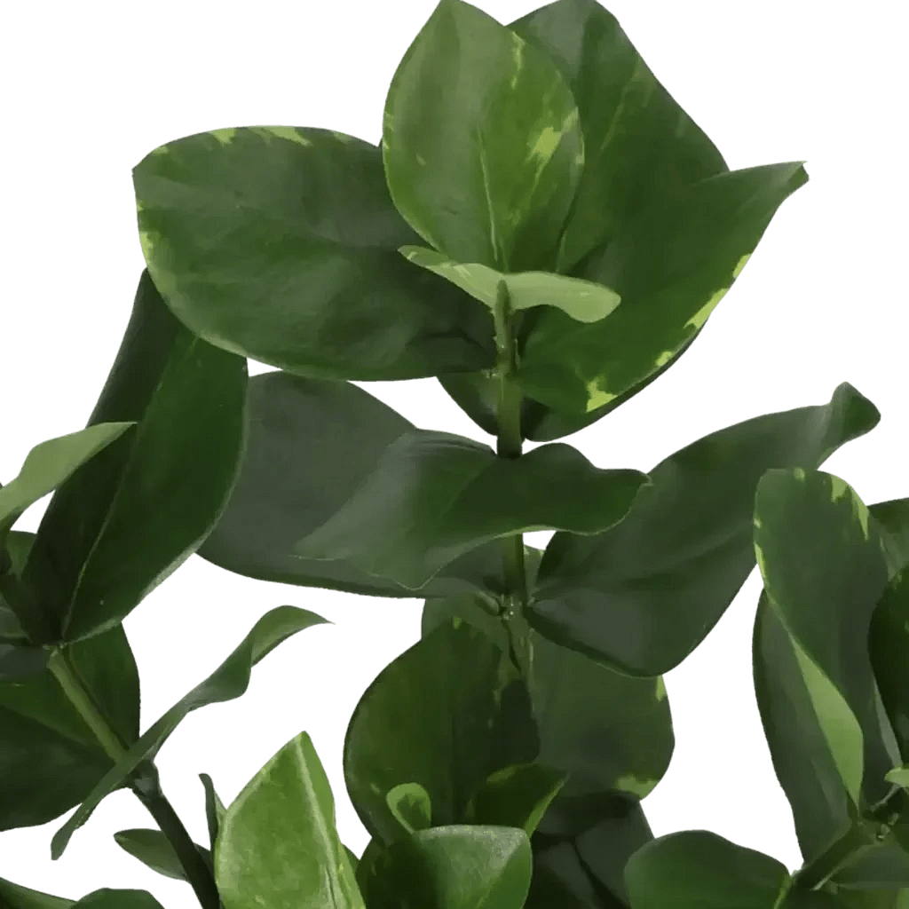 Closeup af Kunstig Clusia H: 38 cm.