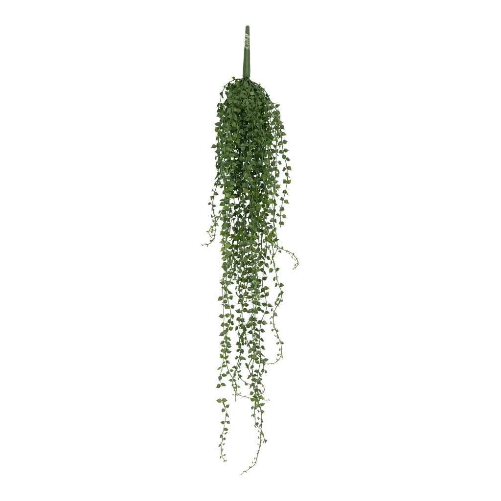 Kustig Callisia H: 20 cm.