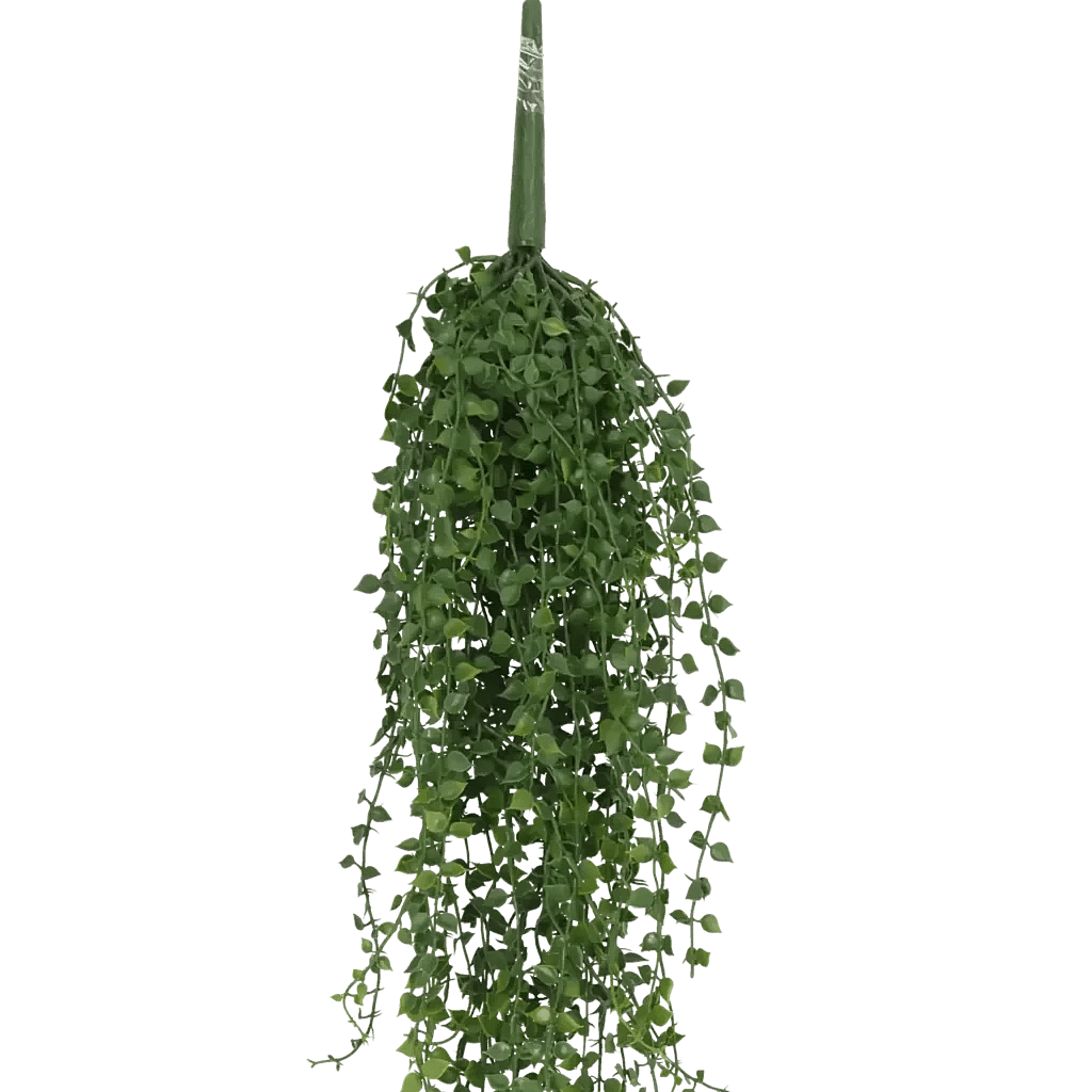 Closeup af Kustig Callisia H: 20 cm.