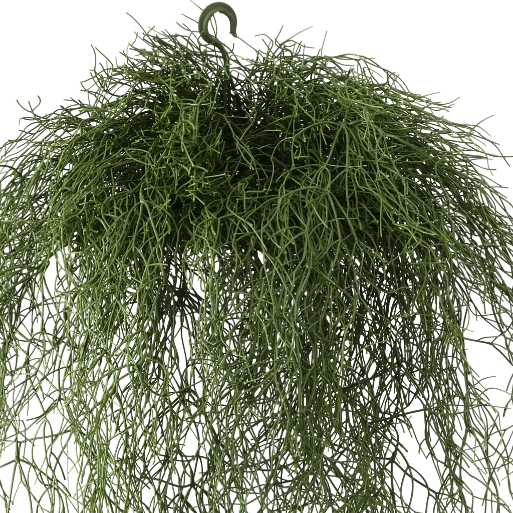 Closeup af Kunstig Rhipsalis hængeplante L: 120 cm.