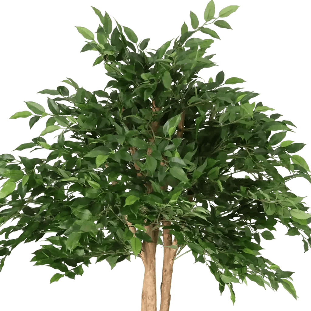 Closeup af Kunstig Mini Ficus Natasja Paraply H: 135 cm.