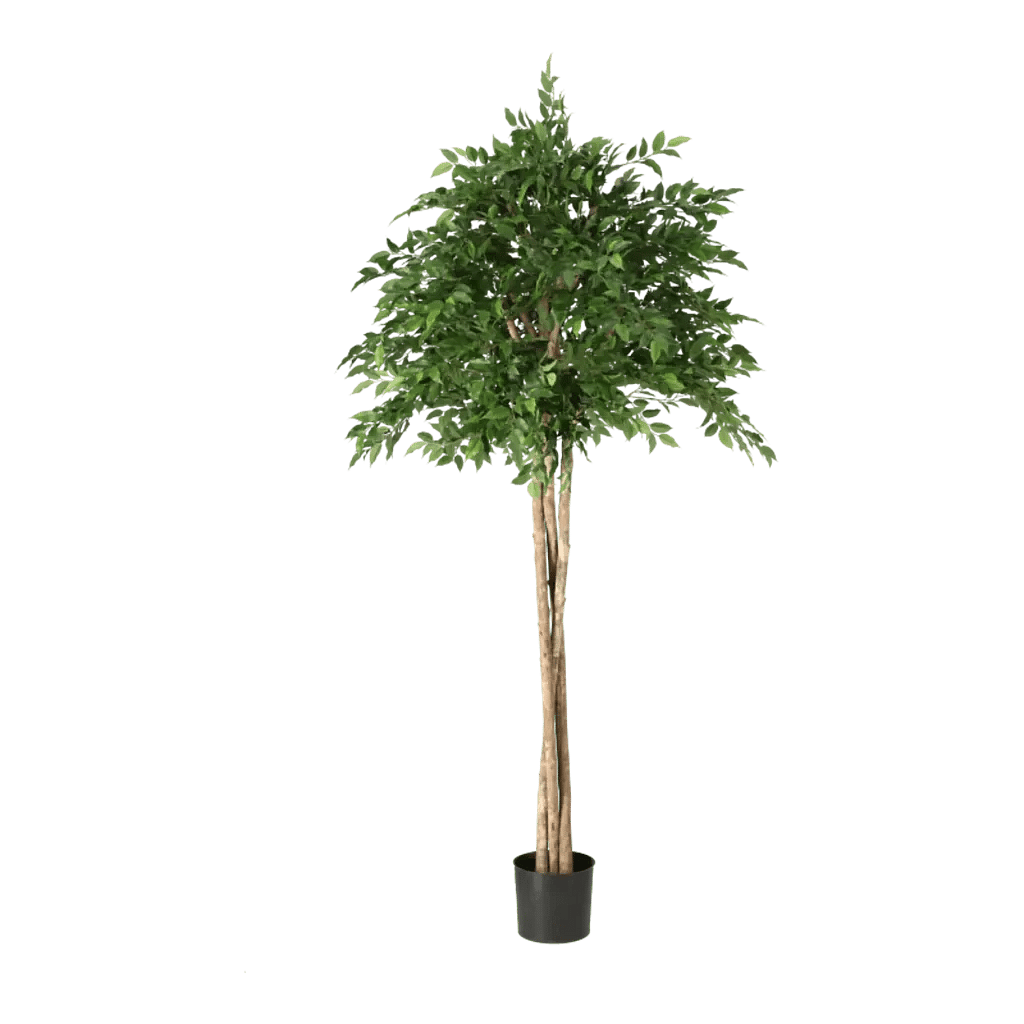 Kunstig Ficus Natasja Paraply H: 165 cm.