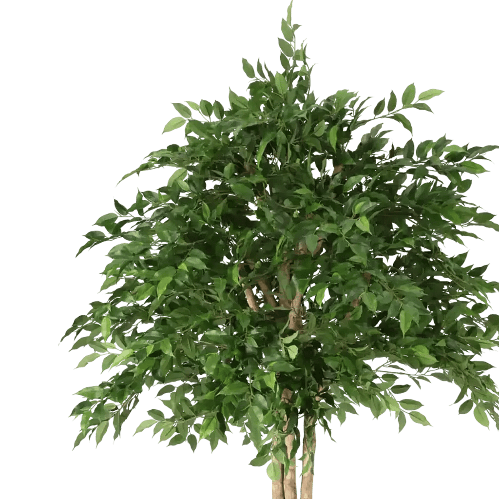 Closeup af Kunstig Ficus Natasja Paraply H: 165 cm.