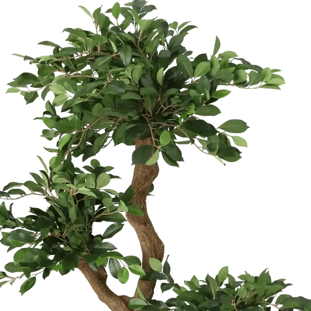 Closeup af Kunstig Ficus Retusa H: 160 cm.