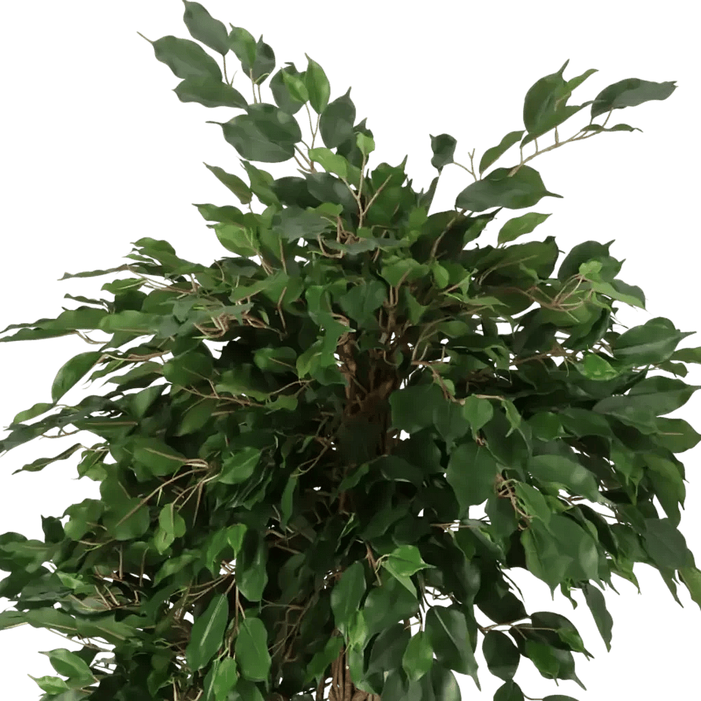 Closeup af Kunstig Ficus Lian H: 140 cm.