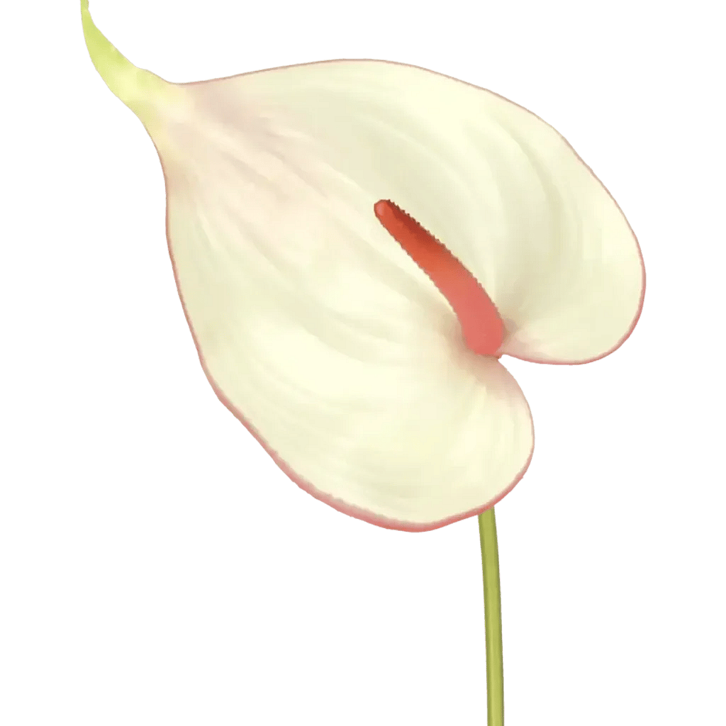 Closeup af Kunstig Anthurium L: 68 cm.