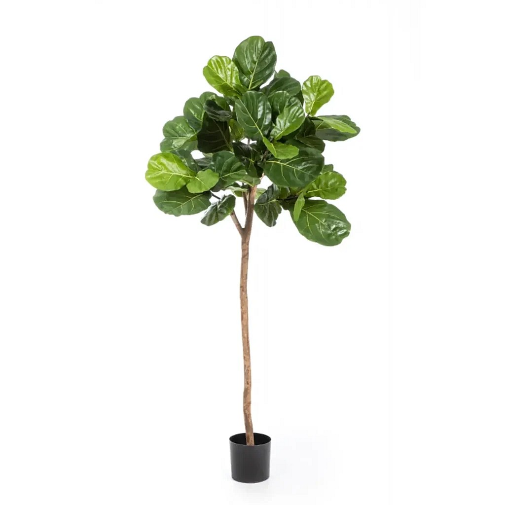 Kunstig Violinfigen opstammet H: 200 cm.