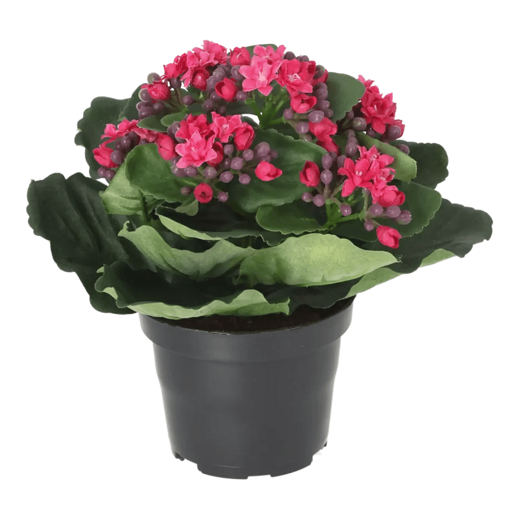 Kunstig Kalanchoe Cerise H: 20 cm.