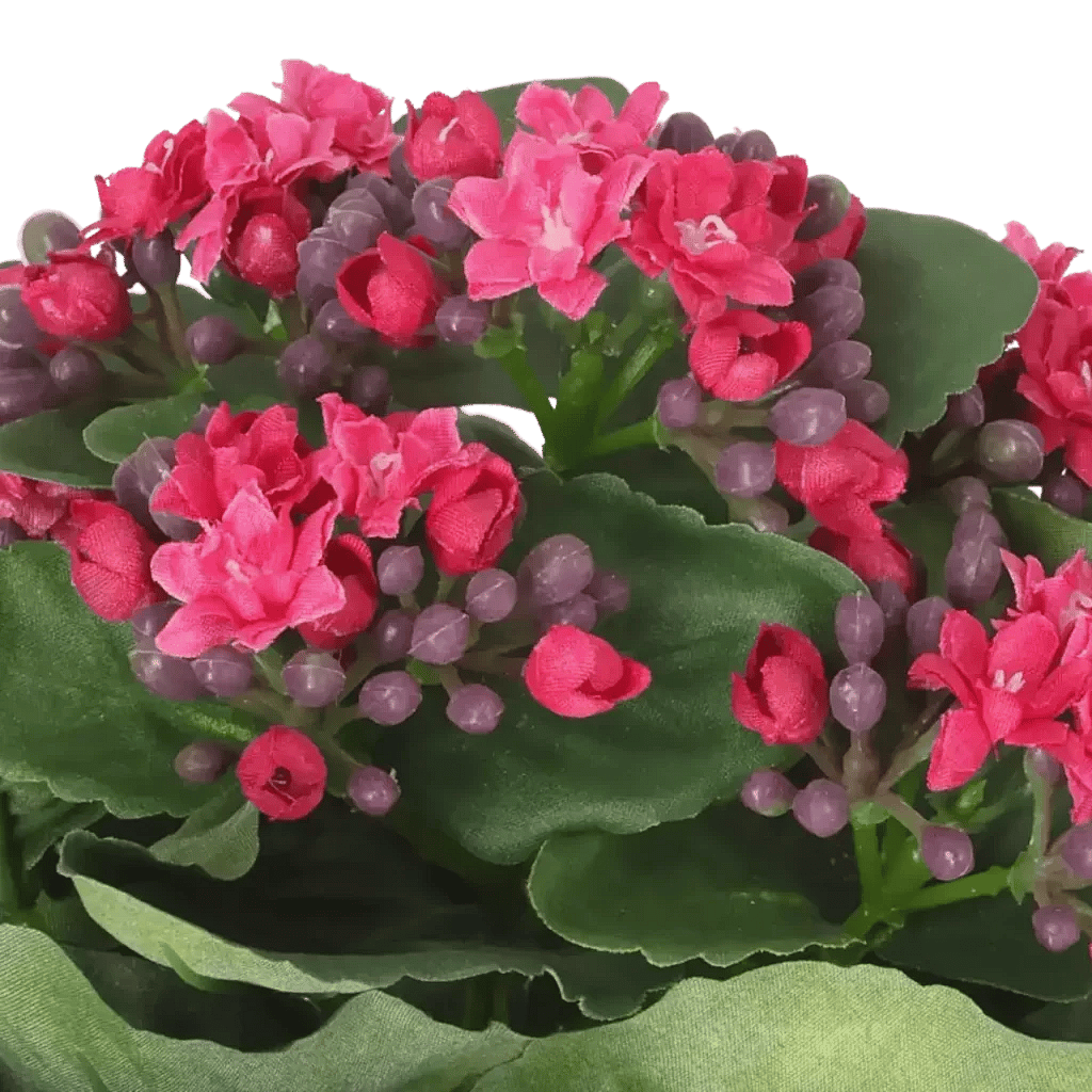 Closeup af Kunstig Kalanchoe Cerise H: 20 cm.