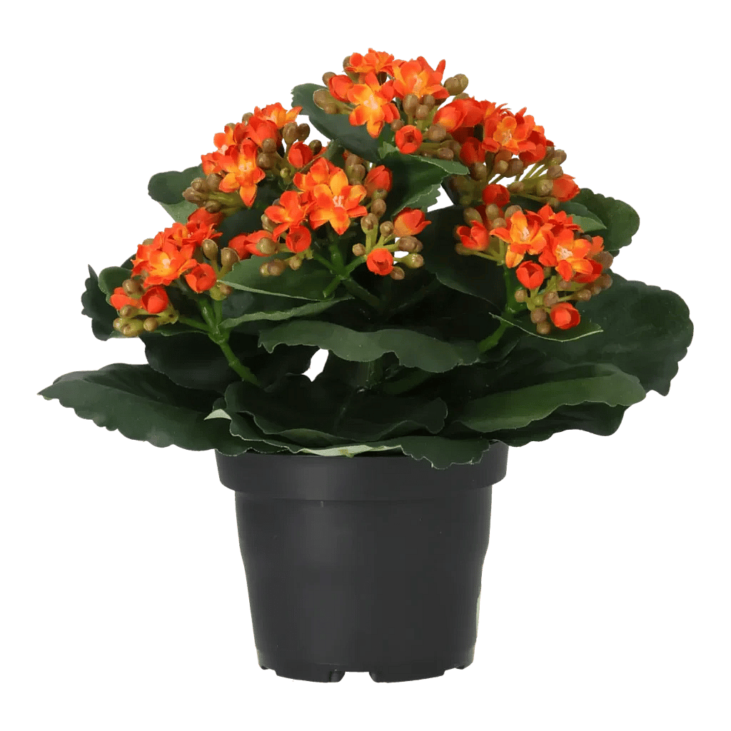 Kunstig Kalanchoe H: 20 cm.