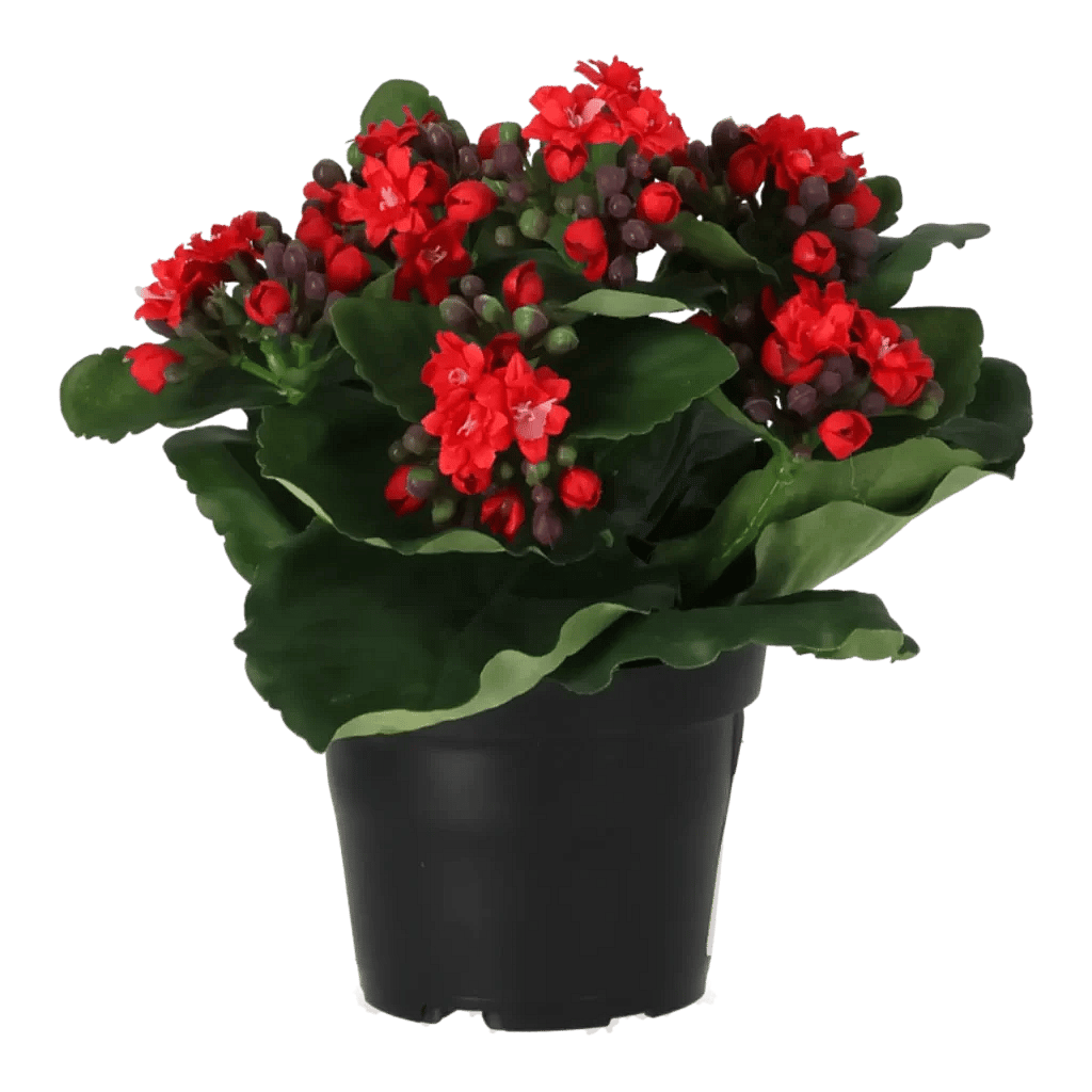 Kunstig Kalanchoe H: 20 cm.