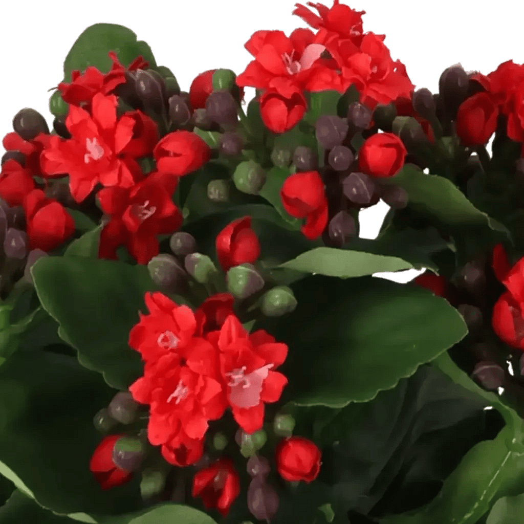Closeup af Kunstig Kalanchoe H: 20 cm.