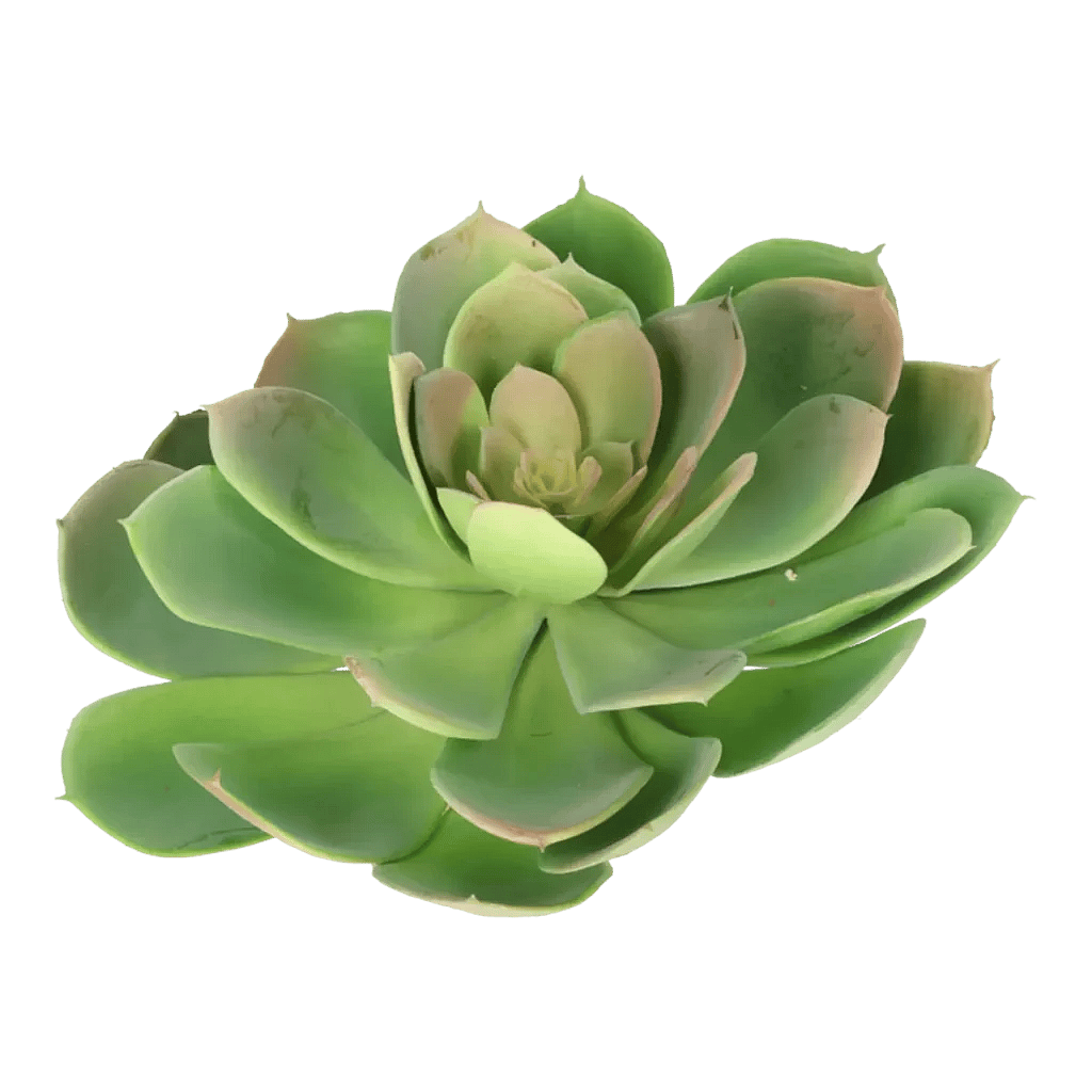 Kunstig Echeveria Rosea Ø: 20 cm.