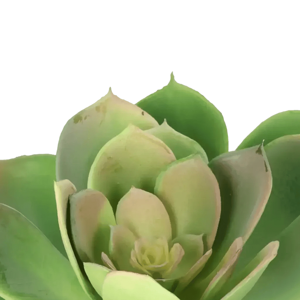 Closeup af Kunstig Echeveria Rosea Ø: 20 cm.