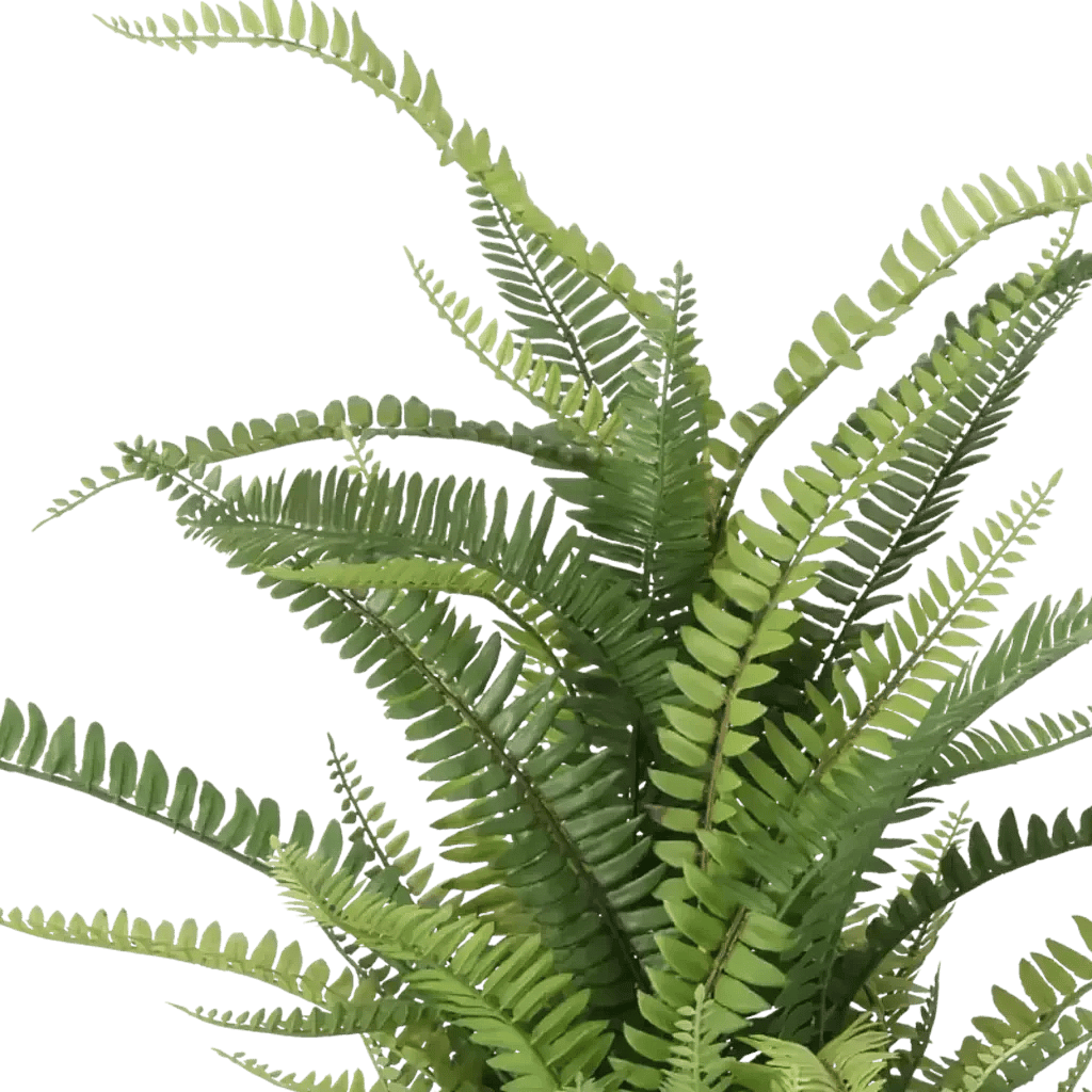 Closeup af Kunstig boston bregne H: 70 cm.