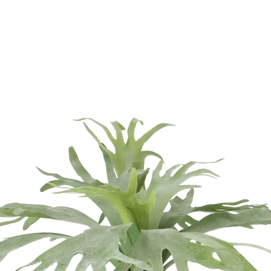 Closeup af Kunstig Staghorn H: 60 cm.