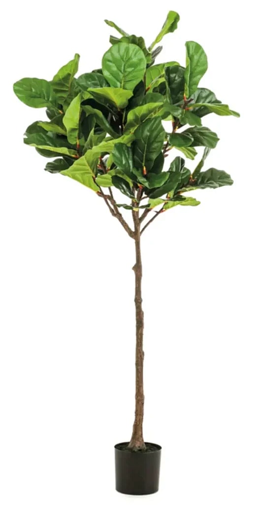 Kunstig Violinfigen H: 180 cm.
