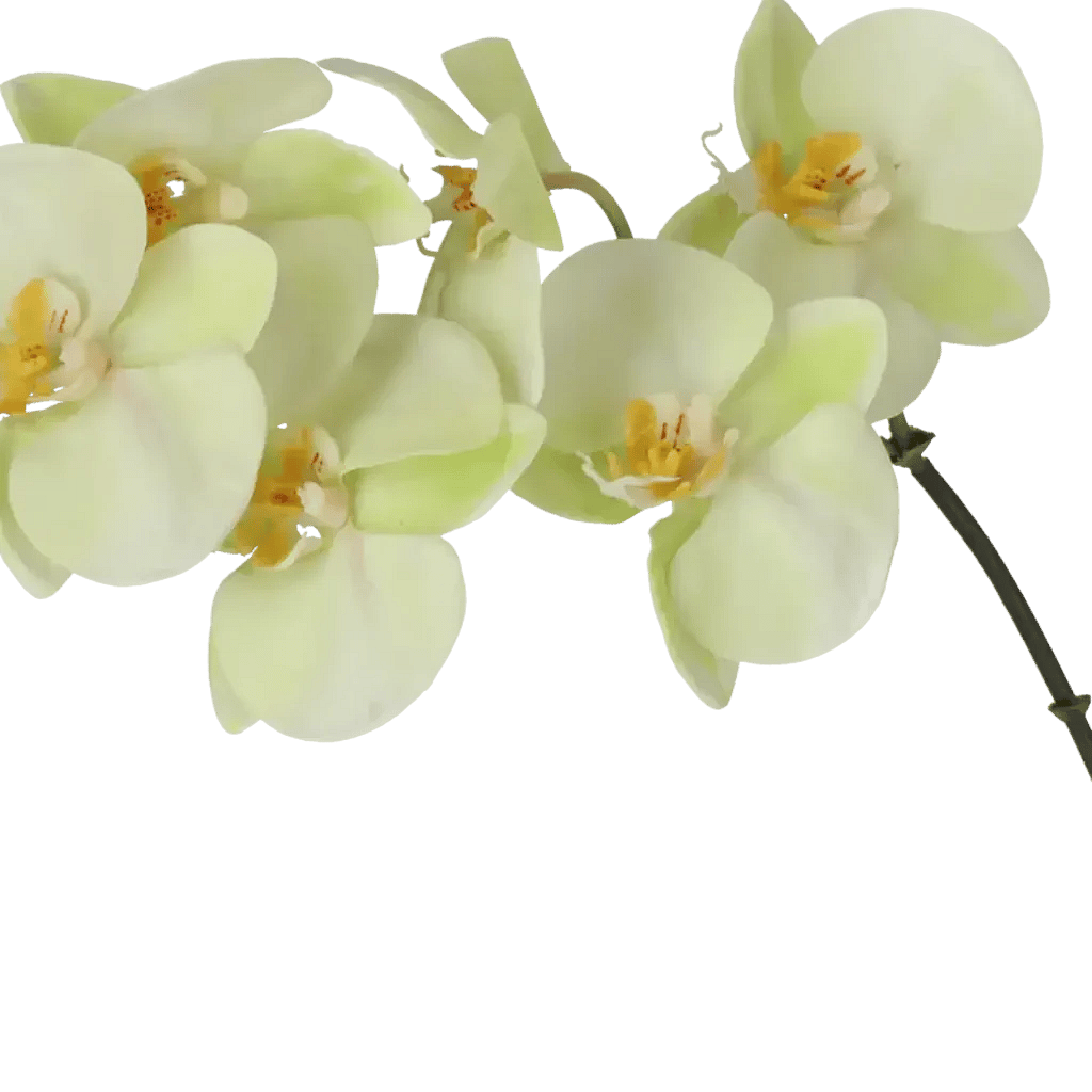 Closeup af Kunstig orkide lime H: 55 cm.