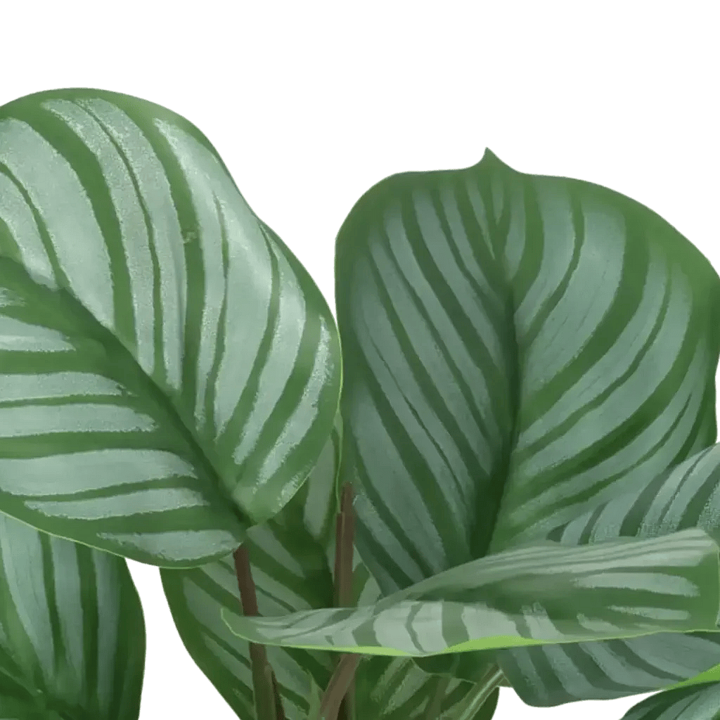 Closeup af Kunstig Calathea H: 30 cm.
