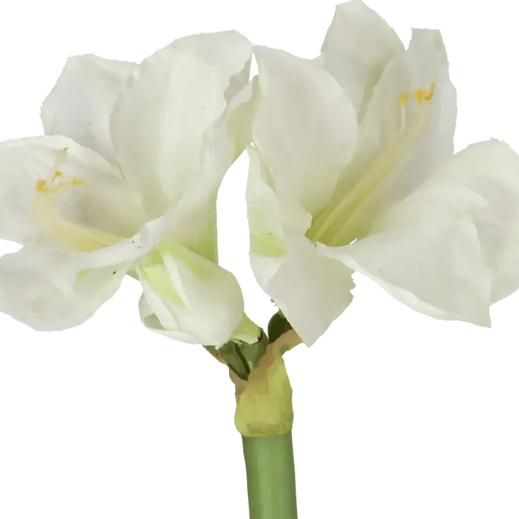 Closeup af Kunstig Amaryllis L: 70 cm.