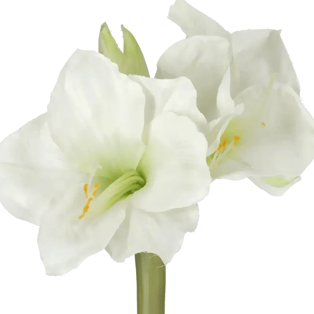 Closeup af Kunstig Amaryllis hvid L: 50 cm.