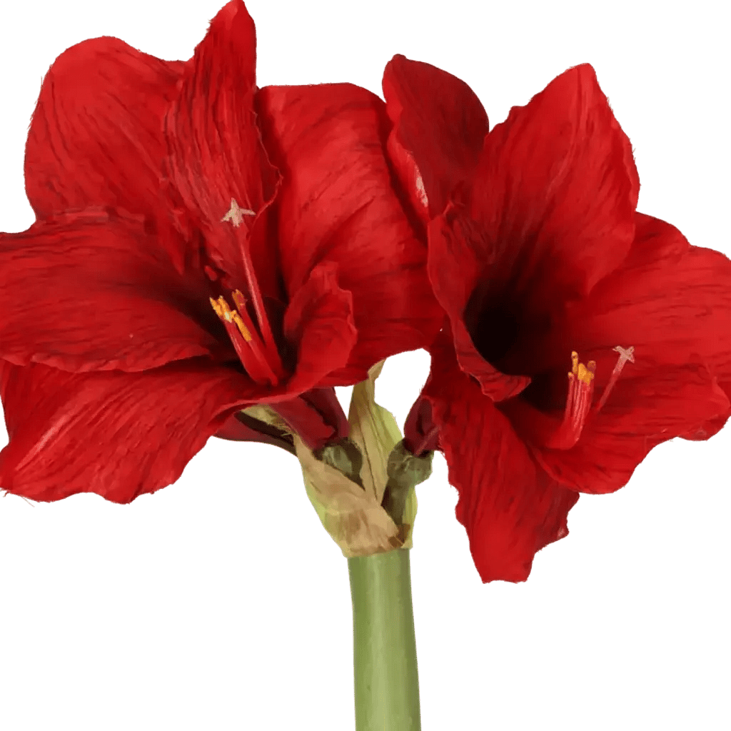 Closeup af Kunstig Amaryllis rød L: 50 cm.